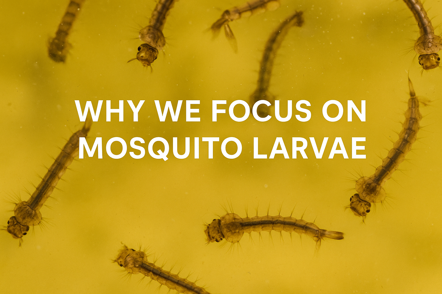 Why We Focus on Mosquito Larvae