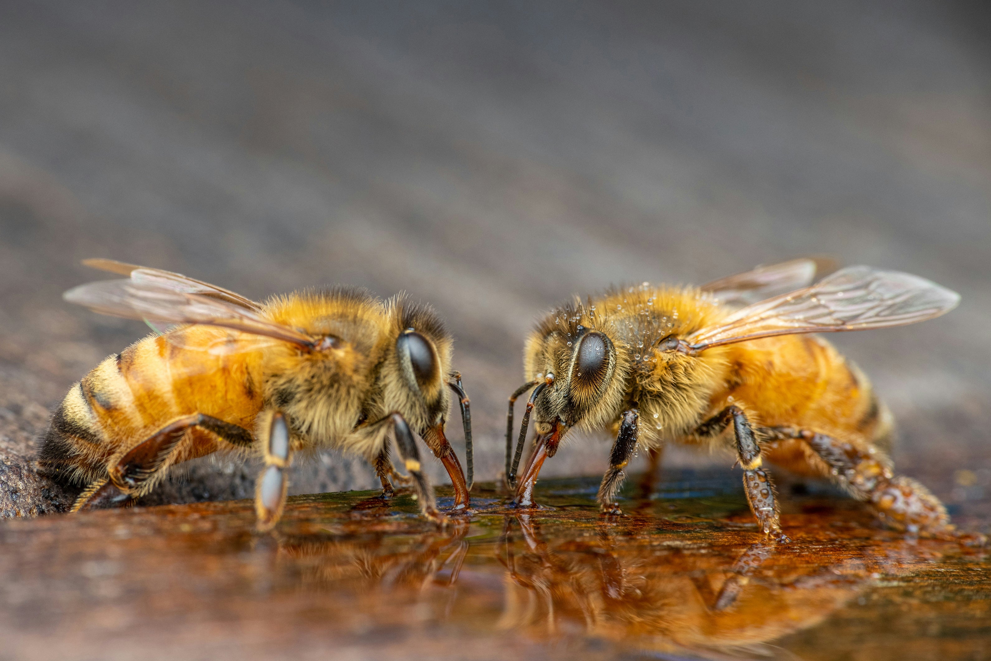 Bee drinking water near flowers